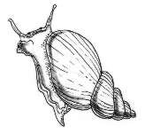 Яйца прудовика обыкновенного