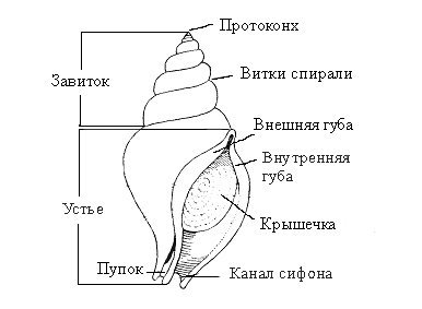 Внешнее и внутреннее строение раковины большого прудовика