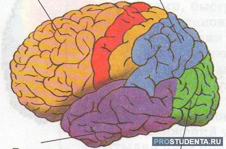 Две коры головного мозга. Доли больших полушарий головного мозга рисунок. Корковые зоны больших полушарий головного мозга.