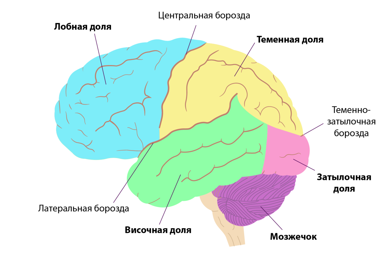 Расположение долей коры больших полушарий. Доли и зоны коры больших полушарий головного мозга. Теменная и височная доли коры больших полушарий. Височные доли коры головного мозга анализатор. Затылочные зоны коры головного мозга.