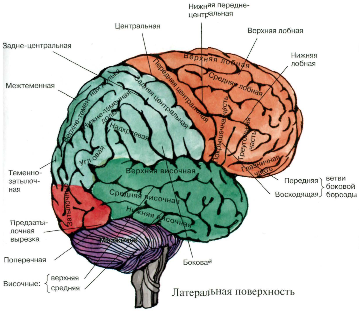 Конвекситальные борозды большого мозга. Теменно-затылочная область мозга. Конвекситальные отделы лобных долей мозга это.