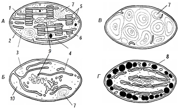 Строение хлоропласта без подписей