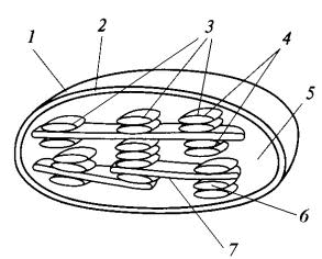 Хлоропласт строение черно белое