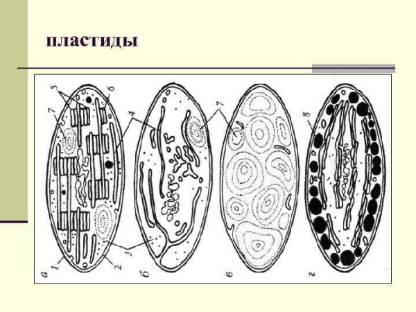 Строение хлоропласта на электронном микроскопе