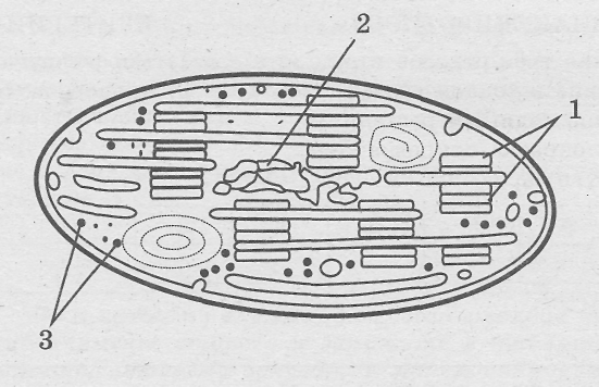 Схема строения хлоропласта растительной клетки