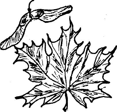 Силуэт клена