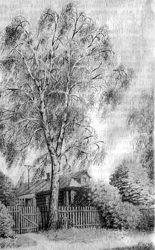 Н Артюхова большая береза