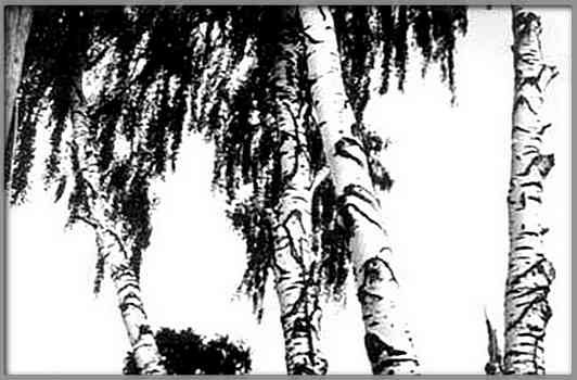 Презентация большая берёза Артюхова