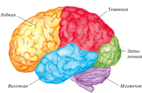 Затылочно теменная область мозга. Теменно-затылочные отделы мозга. Лобные отделы коры головного мозга.
