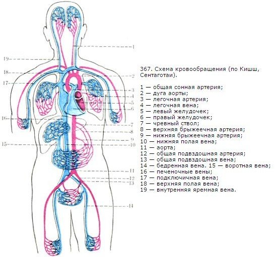 Большой и малый круг кровообращения схема