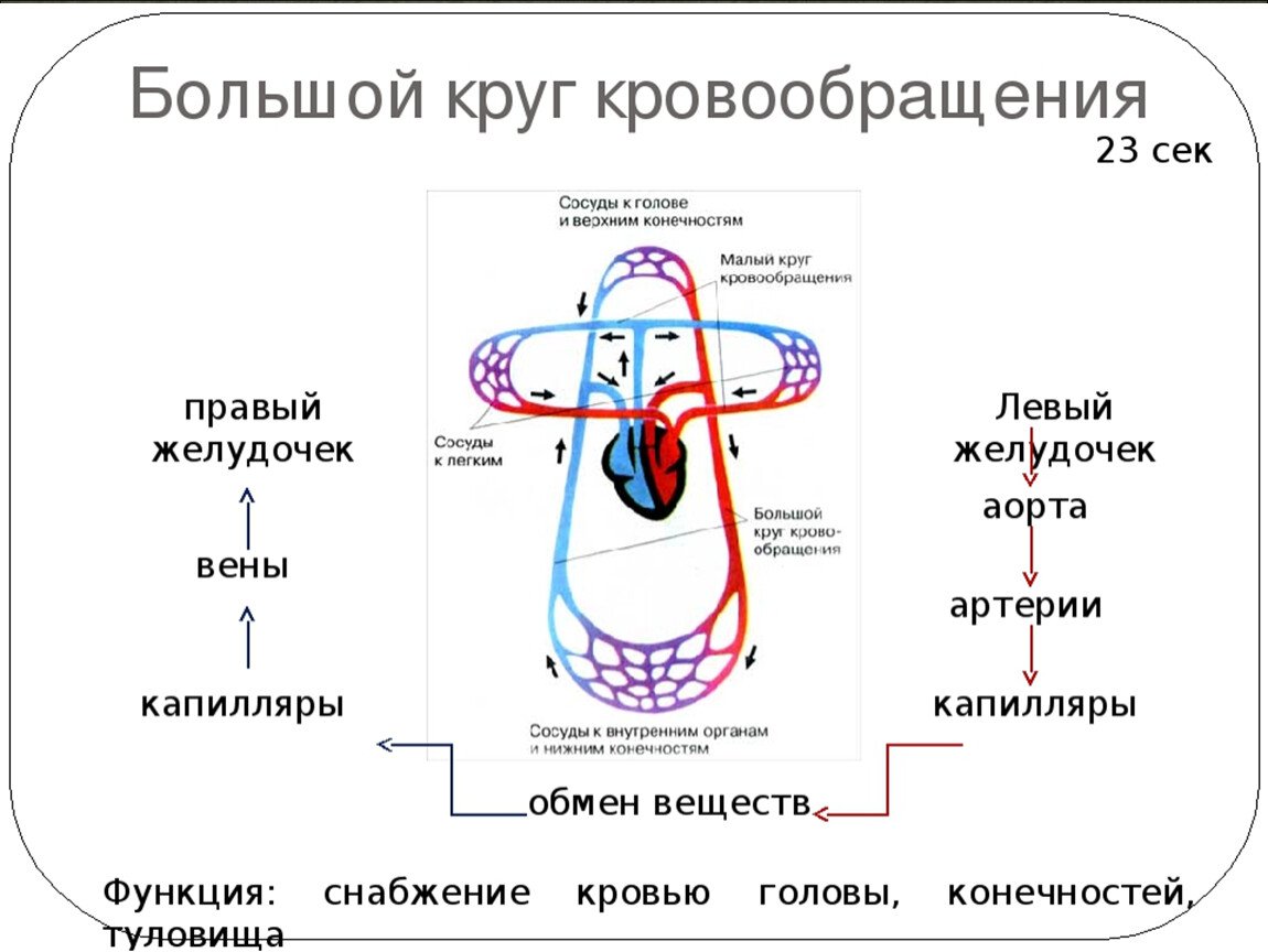 Таблица малого круга кровообращения. Артерии большого круга кровообращения схема. Функции кругов кровообращения. Большой и малый круг кровообращения. Большой и малый круг кровообращения схема.
