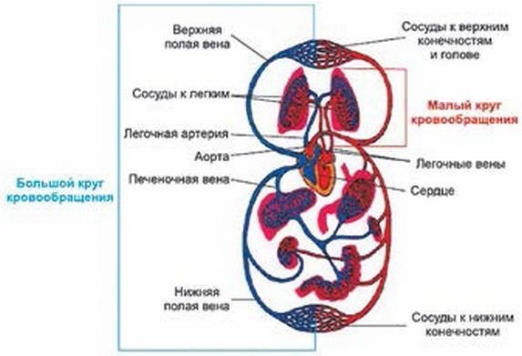 Малый круг кровообращения кратко схема