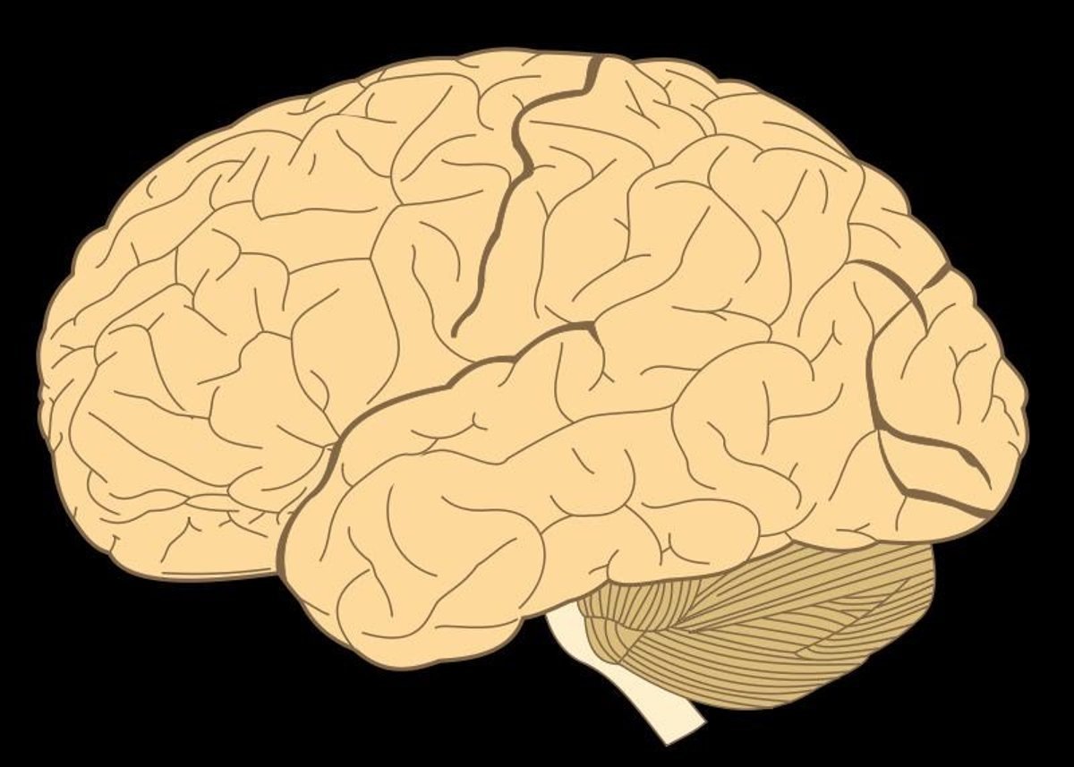 Отделы мозга имеющие кору. Большие полушария мозга. Доли полушария головного мозга.