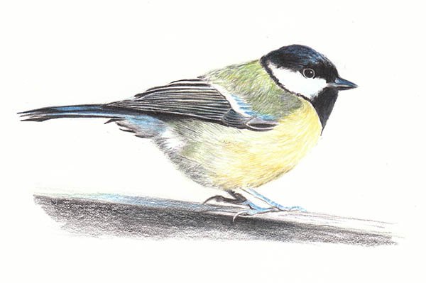 Большая синица рисунок