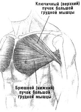 Большая грудная мышца m. pectoralis Major