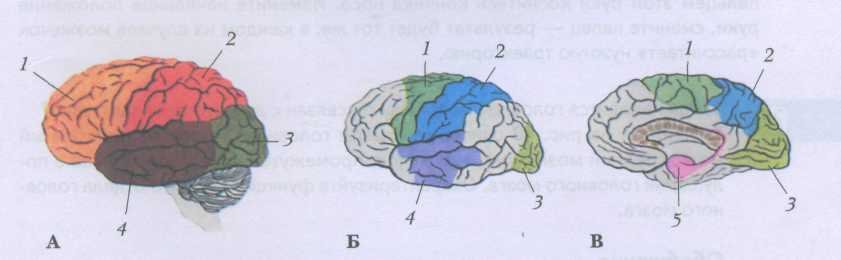 Кожно мышечная зона головного мозга. Рис 129 доли больших полушарий головного мозга. Зоны коры больших полушарий головного мозга рисунок. Большие полушария головного мозга доли черно белая.