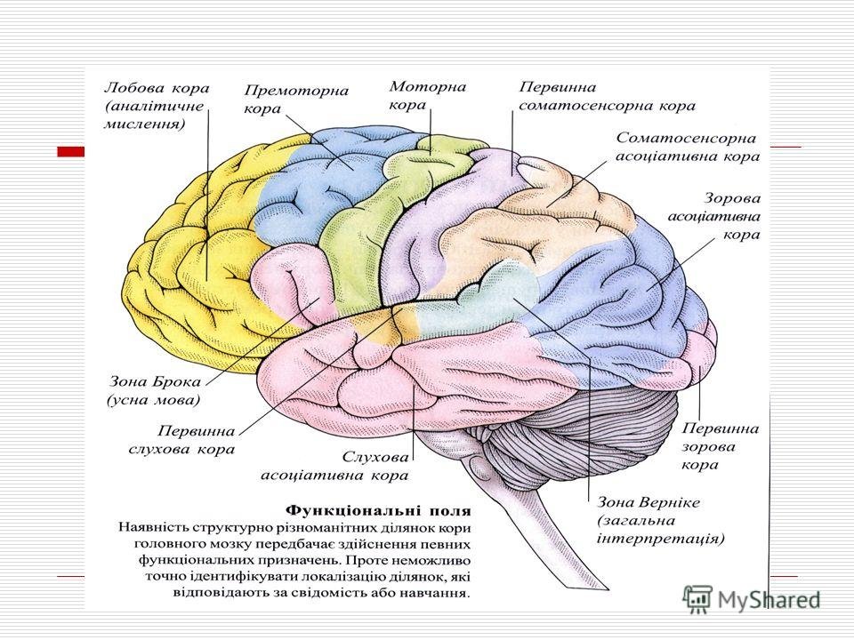 Локализация функций головного. Функциональные зоны больших полушарий головного мозга. Функциональные зоны коры больших полушарий, их локализация и функции.. Функции коры больших полушарий головного мозга их локализация.
