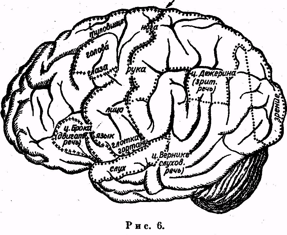 Основные зоны мозга. Зоны полушарий большого мозга.
