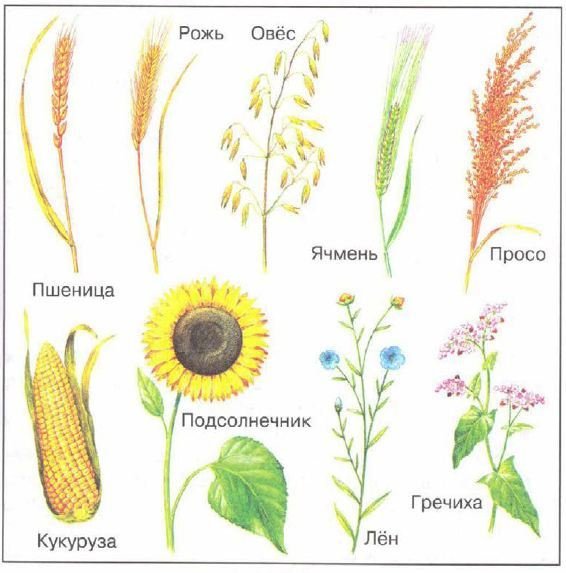 • Полевые злаковые зерновые культуры