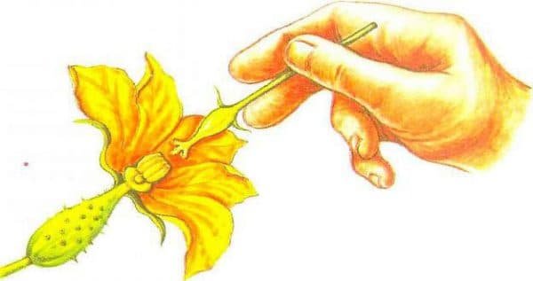 Искусственное опыление растений