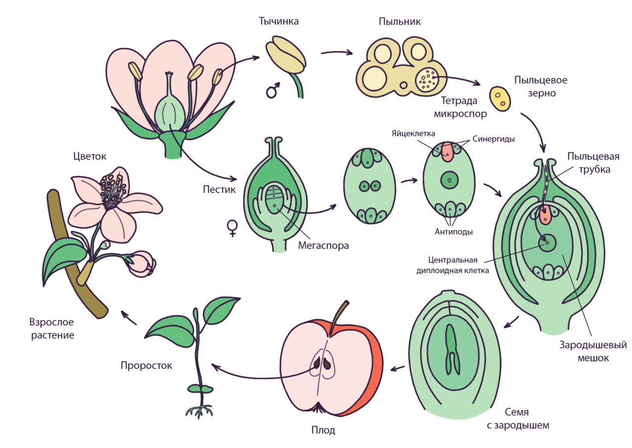 В чем заключается размножение в жизни растения. Размножение покрытосеменных растений схема. Схема жизненного цикла цветковых растений 6 класс биология. Жизненный цикл цветкового растения схема. Цикл размножения покрытосеменных растений схема.