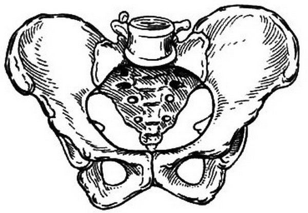 Костный таз Акушерство