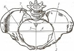 Соединения костей и Размеры таза