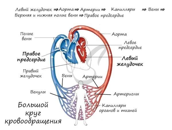 Основные артерии и вены большого и малого кругов кровообращения