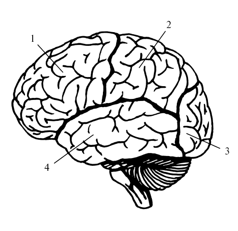 Мозг без подписей. Схема доли больших полушарий мозга. Схема строения головного мозга вид сбоку. Строение мозга человека черно белое.