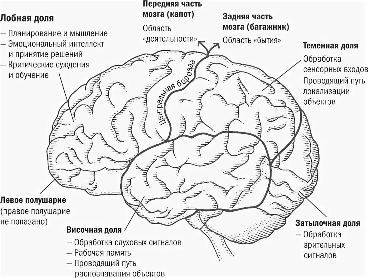 Задние доли мозга. Схема долей коры головного мозга. Сонные доли головноно мозга.