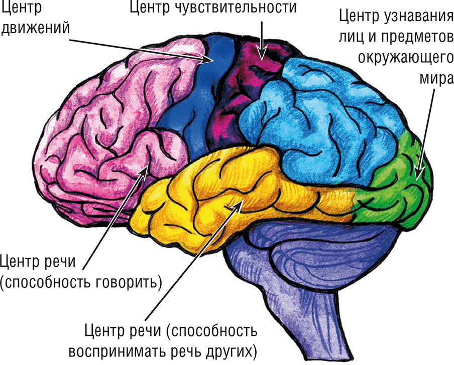 Каковы строение больших полушарий головного мозга