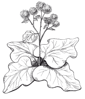 Анатомия листа лопуха