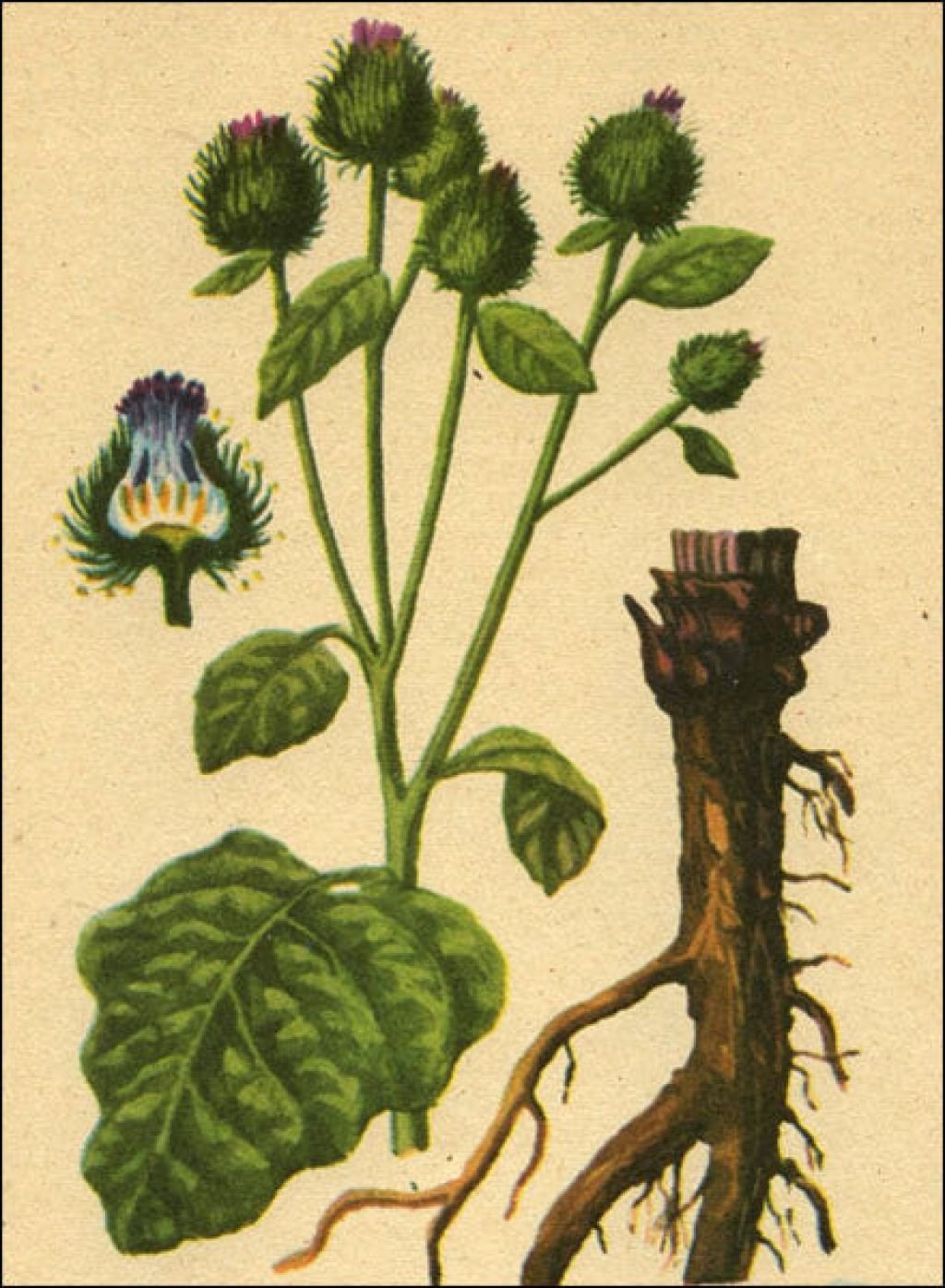 Лопух большой репейник Ботаническая иллюстрация