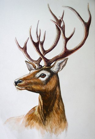 Олень цветными карандашами