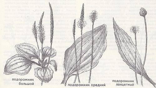 Подорожник ланцетолистный