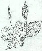 Plantago Major Ботанический рисунок