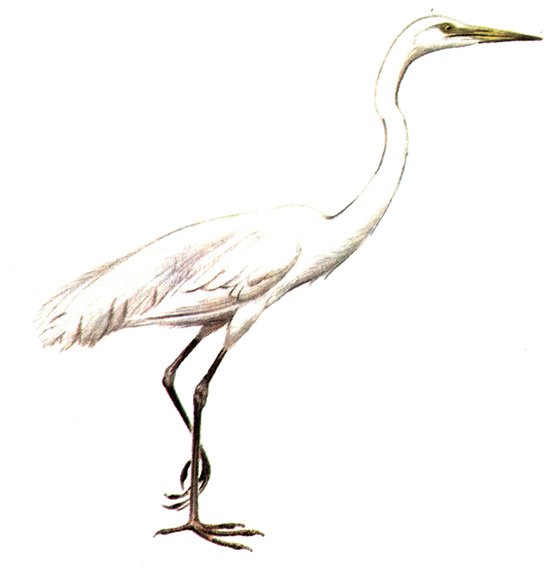 Контур белой Цапли