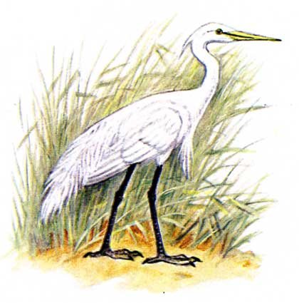 Цапля ходит по болоту