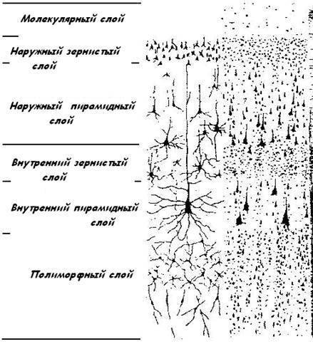Кора больших полушарий гистология рисунок (49 фото)