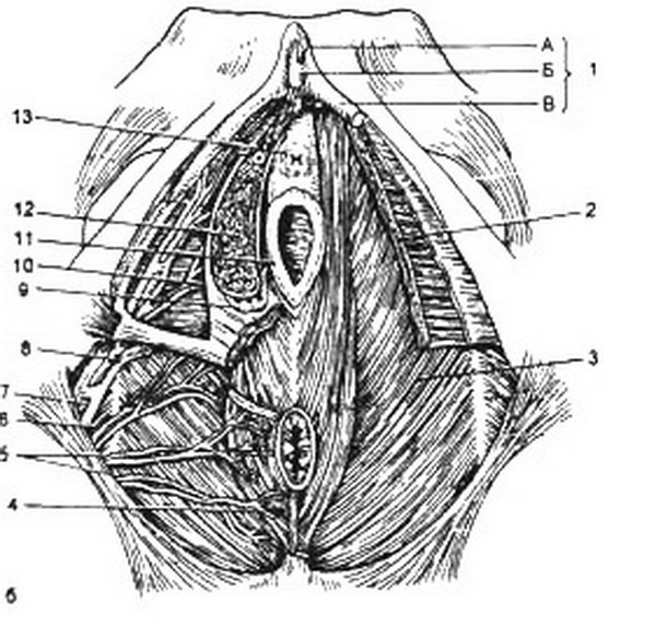 Анатомия наружных женских органов