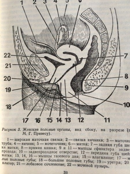 Формы женского полового органа