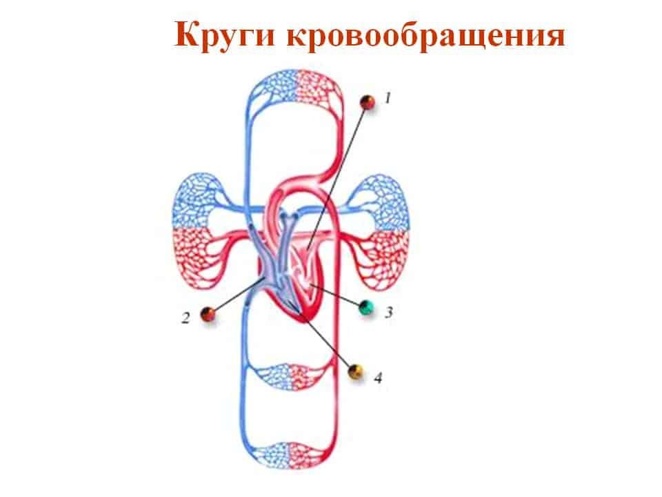 Большой и малый круг кровообращения человека рисунок