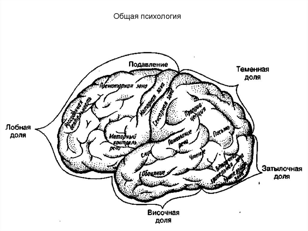 Основные зоны мозга
