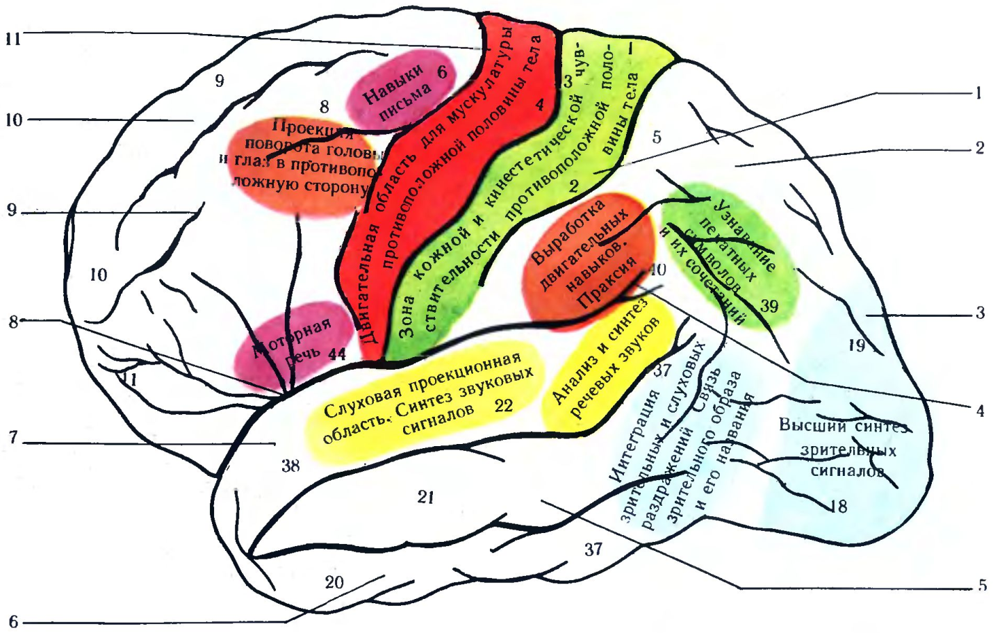 Корковые центры коры головного мозга. Центры и зоны (корковые поля) головного мозга. Центральный отдел двигательного анализатора. Функциональные зоны и доли коры головного мозга. Функции задней коры мозга