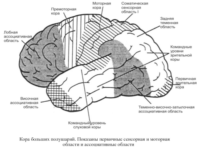 Двигательная зона коры мозга