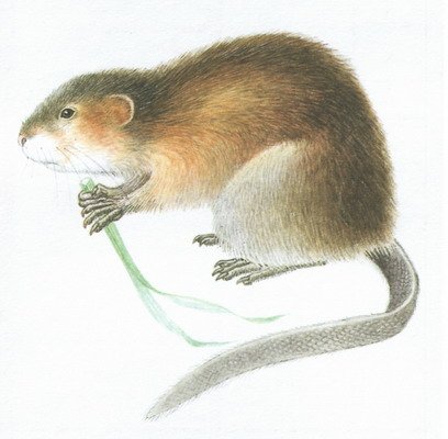 Ондатра для дошкольников