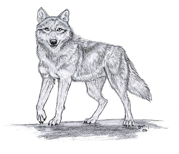 Детские рисунки волка