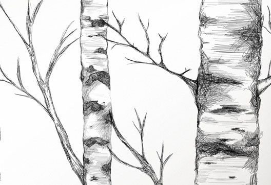 Стволы берёз Графика