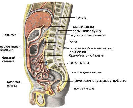 Ход брюшины на сагиттальном разрезе живота