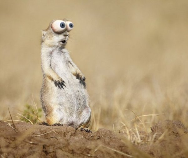 Бешеный суслик